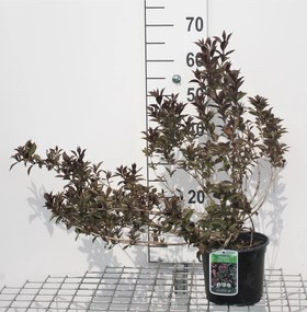 Weigela florida 'Victoria' - pot - 50-60 cm