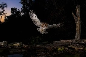 Foto Tawny owl flying in the forest at night, Spain, AlfredoPiedrafita