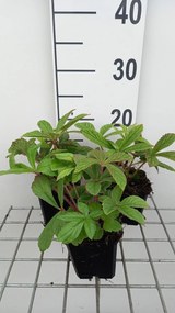Rodgersia henrici - pot 9x9 cm