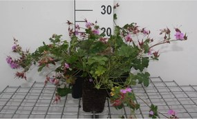Geranium x cantabrigiense 'Cambridge' - pot 9x9 cm -