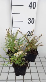 Aster ericoides 'Golden Spray' - pot 9x9 cm