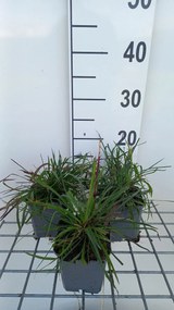 Dianthus carthusianorum - pot 9x9 cm -