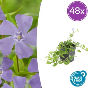 Vinca minor 'La Grave' - 20cm