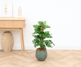 Monstera monkey leaf mosstok - 70 cm