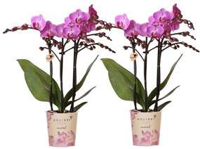 Kolibri Orchids | COMBI DEAL van 2 Phalaenopsis orchideeën - Vienna - potmaat Ø9cm | bloeiende kamerplant - vers van de kweker
