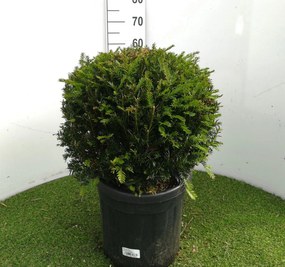 Taxus baccata - pot - bolvorm diameter 40+ cm