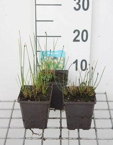 Eleocharis palustris - pot 9x9 cm -