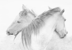 Foto Horses, marie-anne	stas, (40 x 26.7 cm)