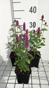 Agastache 'AGAPD' (Beelicious Purple) - pot 9x9 cm -