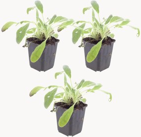 Planten Lamb's Ear Stachys byzantina, 3-delig