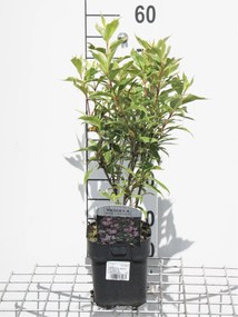 Weigela'Nana Variegata'- pot - 30-40 cm