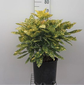 Aucuba japonica'Rozannie'- pot - 30-40 cm -