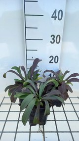 Digitalis lanata - pot 9x9 cm