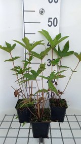 Filipendula rubra 'Venusta' - pot 9x9 cm