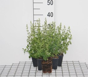 Calamintha nepeta - pot 9x9 cm -