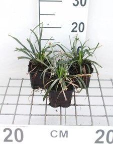 Liriope muscari 'Ingwersen' - pot 9x9 cm