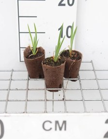 Iris pseudacorus - biopot diameter 7 cm
