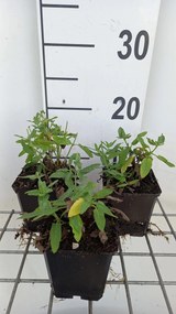 Salvia nemorosa 'Schneehügel' - pot 9x9 cm -