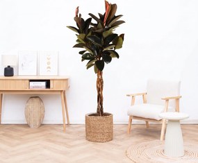 Ficus Elastica Burgundy gevlochten stam – 130cm