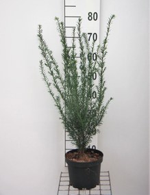 Taxus baccata - pot - 50-60 cm - struik -