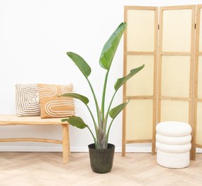 Strelitzia Augusta - 160cm
