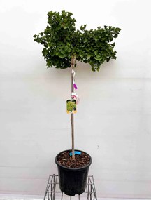 Ginkgo biloba 'Mariken' - pot 18L - halfstam boom