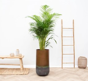 Combi deal -Dypsis Lutescens (Areca palm) inclusief vaas Elisa Mystic - 190cm