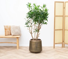 Dracaena Reflexa vertakt (Song of Jamaica) - 140cm