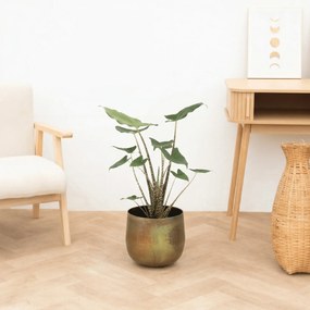 Alocasia Zebrina - 40 cm