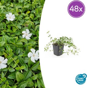 Vinca minor 'Gertrude Jekyll' - 20cm