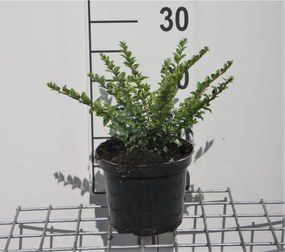Lonicera nitida 'Maigrün' - pot 1,3L - 25-30 cm -
