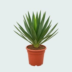 Yucca Gloriosa 'Lone Star' - 70 cm