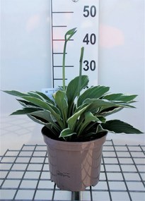 Hosta'Francee'- pot 3L