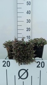 Leptinella potentillina - pot 9x9 cm