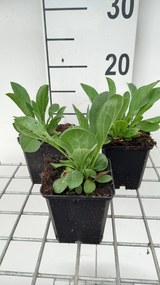 Aster amellus 'Rudolf Goethe' - pot 9x9 cm -