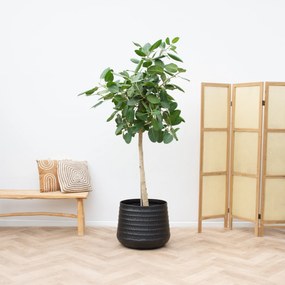 Ficus Benghalensis Audrey op stam - 240cm
