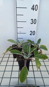 Stachys byzantina 'Big Ears' - pot 9x9 cm