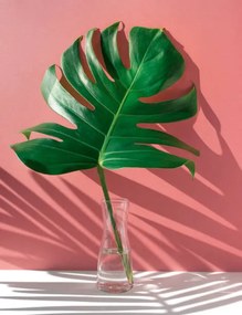 Ilustratie Monstera leaves in glass jug with, HAKINMHAN, (30 x 40 cm)