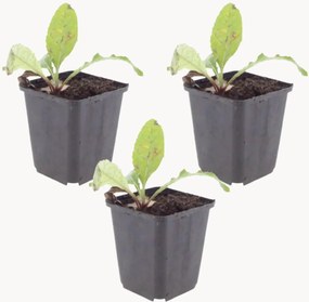 Planten Globe Thistle Echinops Ritro, 3-delig