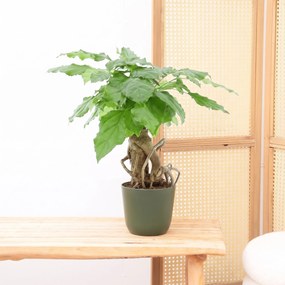 Radermachera Bonsai - 30 cm