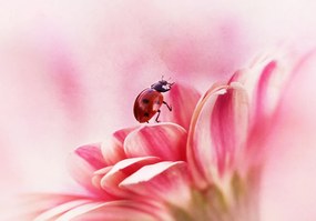 Ilustratie Ladybird on Gerbera, Ellen van Deelen, (40 x 26.7 cm)