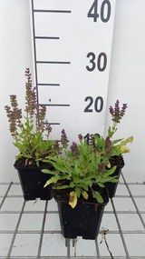 Salvia nemorosa 'Haeumanarc' (Marcus) - pot 9x9 cm