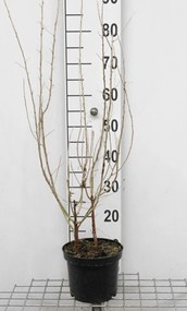 Elaeagnus angustifolia - pot - 60-80 cm