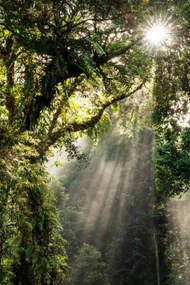 Foto Sunbeam in Tropical Rain forest in Danum Valley, Nora Carol Photography