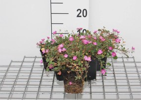 Erodium x variabile 'Bishop's Form' - pot 9x9 cm -
