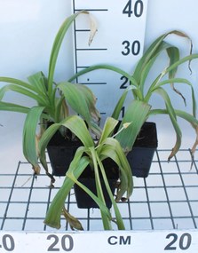 Allium giganteum - pot 1L