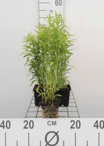 Solidago 'Golden Baby' - pot 9x9 cm -