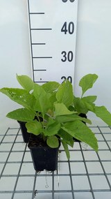 Inula magnifica - pot 9x9 cm -