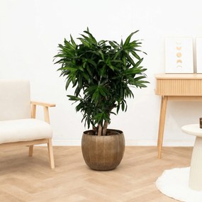 Dracaena Song of Jamaica vertakt - 180cm