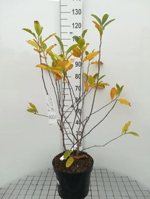 Magnolia stellata - pot 10L - 60-80 cm
